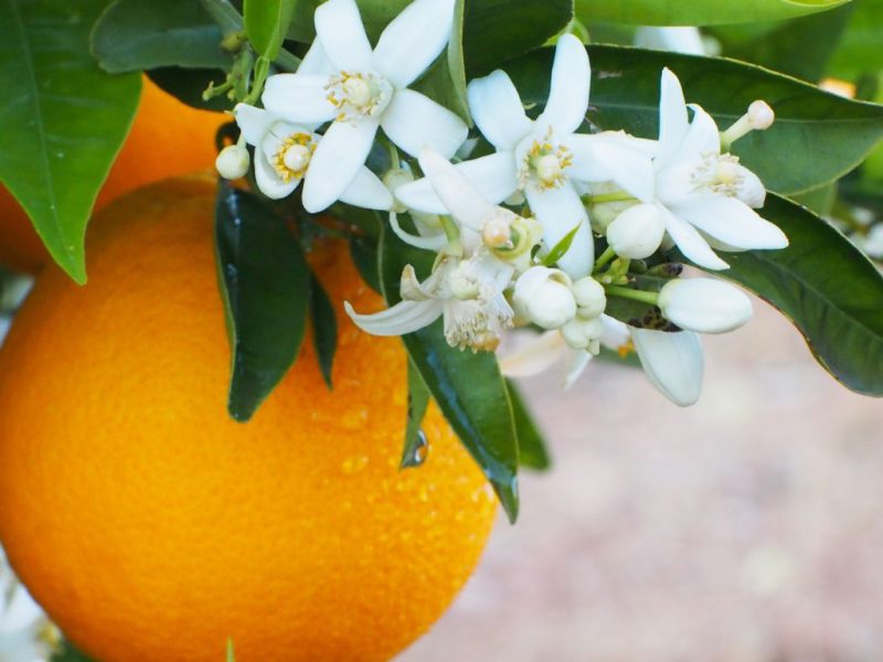 Vitamina C